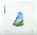 Mountain Bluebird